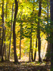 Fototapeta na wymiar 茨城の秋の森