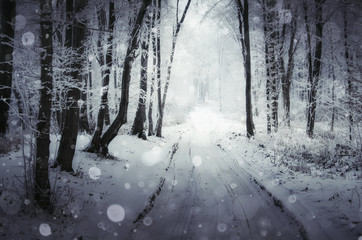 snowy road through forest in winter