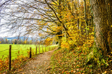 Naklejka premium footpath