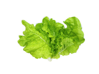 Green lettuce leafs topview