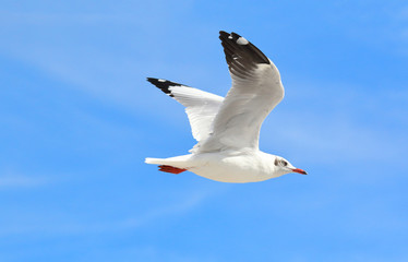 seagull flying in the blue sky