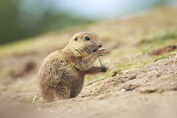 Black-tailed prairie dog (Cynomys ludovicianus) eating vegtables