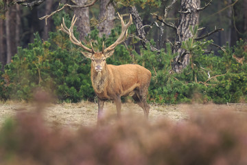 Naklejka na ściany i meble Red deer Cervus elaphus buck in moorland close up