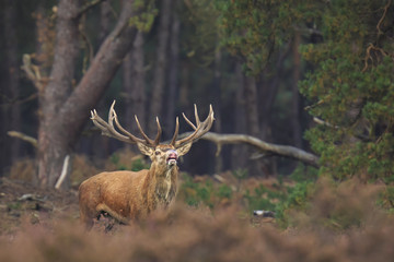 Red deer stag Cervus elaphus rutting in a forest during Autumn season