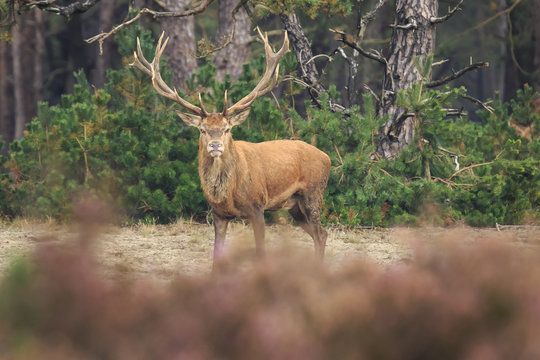 Red deer Cervus elaphus buck in moorland close up