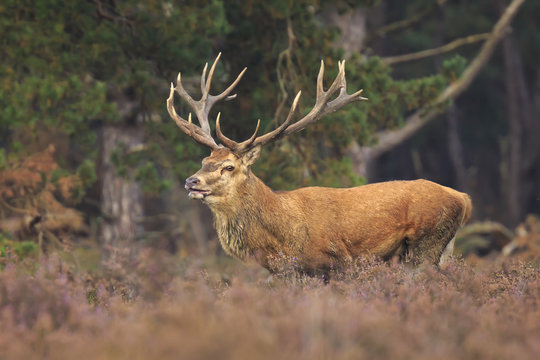 Red deer stag Cervus elaphus rutting in a forest during Autumn season