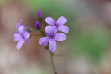 Fototapeta premium Bulbiferous coralwort (Cardamine bulbífera)