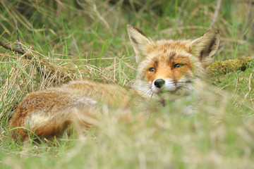 Close-up of a wild red fox (vulpes vulpes) resting and relaxing