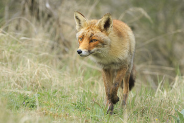 Front view of a wild red fox (vulpes vulpes) walking in a forest during Autumn season.