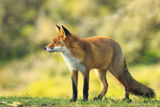 Fototapeta Side view of a Wild young red fox (vulpes vulpes) vixen posing in a forest