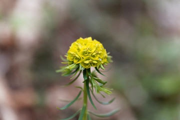 Flower of Euphorbia cyparissias