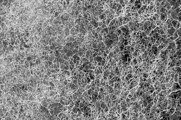 Black and white thorny bush texture background