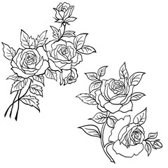 Hand drawn roses flowers vector set