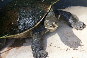 Fototapeta premium カメ