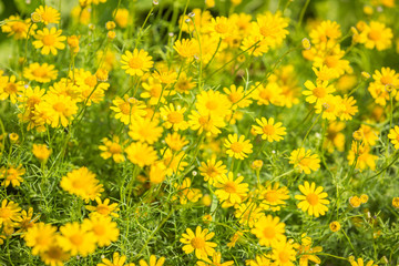 Golden yellow button flower in the nature background