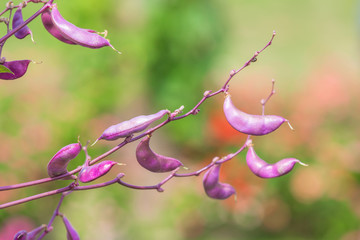 Purple bean on tree