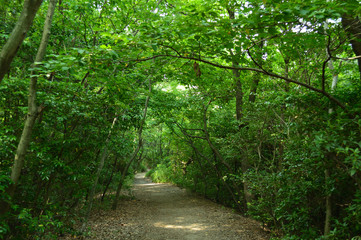 木漏れ日が差し込む森の道