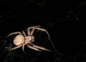 canon 400d