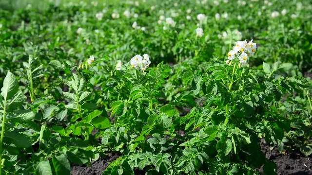 field of flowering potatoes is swaying in wind