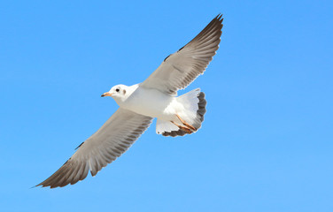 seagull flying in the blue sky