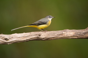 Naklejka premium Gebirgsstelze