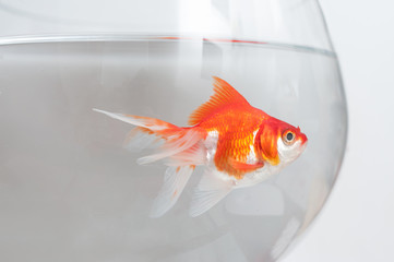 Obraz premium poisson rouge dans un bocal