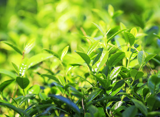 fragrant green juicy leaves of tea growing on the mountain Sunny slope