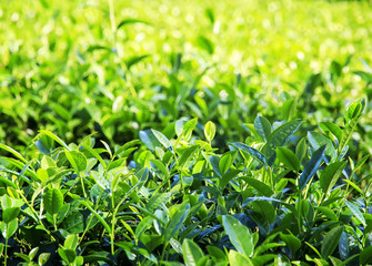 many fragrant fresh green juicy leaves of tea growing on the mountain Sunny slope