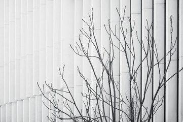 Grayscale contrast view of naked tree branches in foreground and modern building facade with white multiple vertical stripes in defocused background