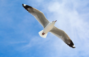 seagull flying in the blue sky