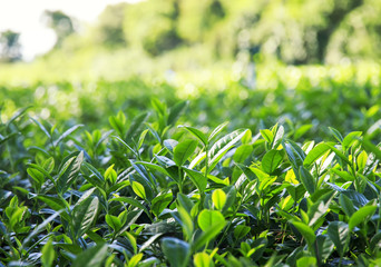 mining and plantation fresh green tea leaves growing in the sun