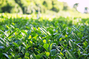 mining and plantation fresh green tea leaves growing in the sun