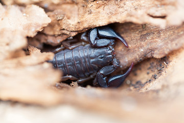 Scorpion of the species Euscorpius italicus