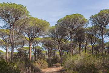 The country road through a pine forest in the tuscan region Maremma in sunny day, Italy © Arkadii Shandarov