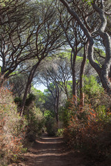 Fototapeta premium The country road through a pine forest in the tuscan region Maremma in sunny day, Italy