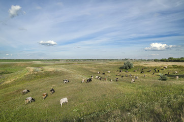 Fototapeta na wymiar Cows in the field