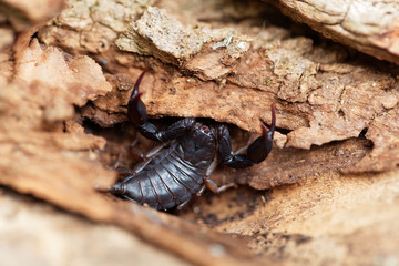Scorpion of the species Euscorpius italicus