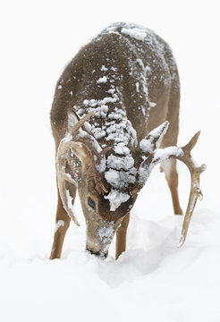 White-tailed deer buck isolated on a white background feeding in the winter snow in Canada