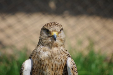 Lanner Falcon close-up