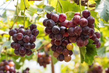 樹上の葡萄の実