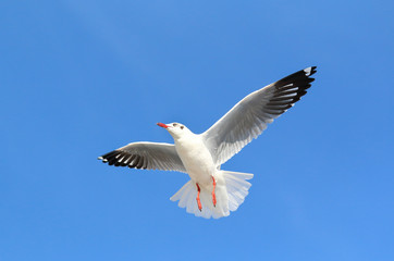 seagull flying in the blue sky