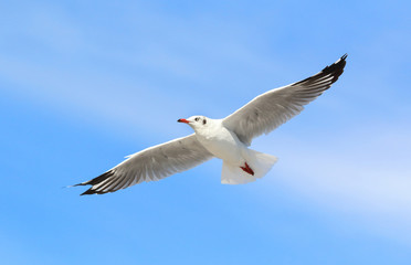 seagull flying in the blue sky