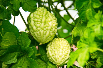 Obraz premium Bitter Melon