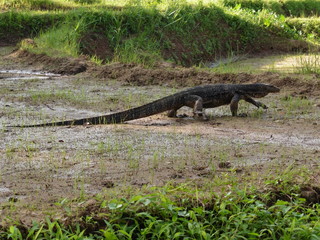Gros lézard