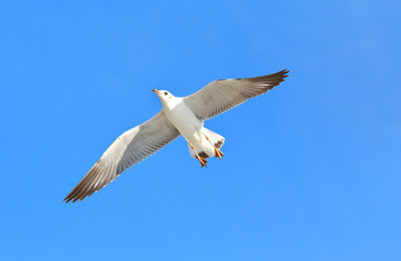 seagull flying in the blue sky