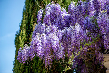 Obraz premium Beautiful purple wisteria flowers
