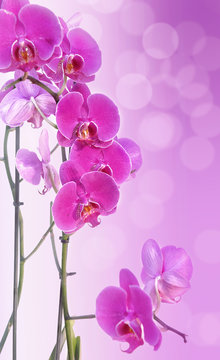 Beautiful Pink Orchid On Pink Gradation With Blur Lights