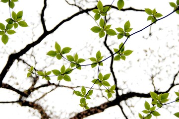 Dance of fresh leaves