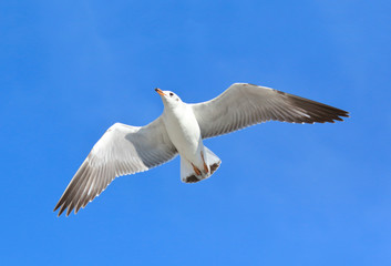 seagull flying in the blue sky