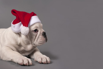 Christmas puppy